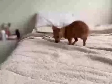 teffsweet18 on Chaturbate 